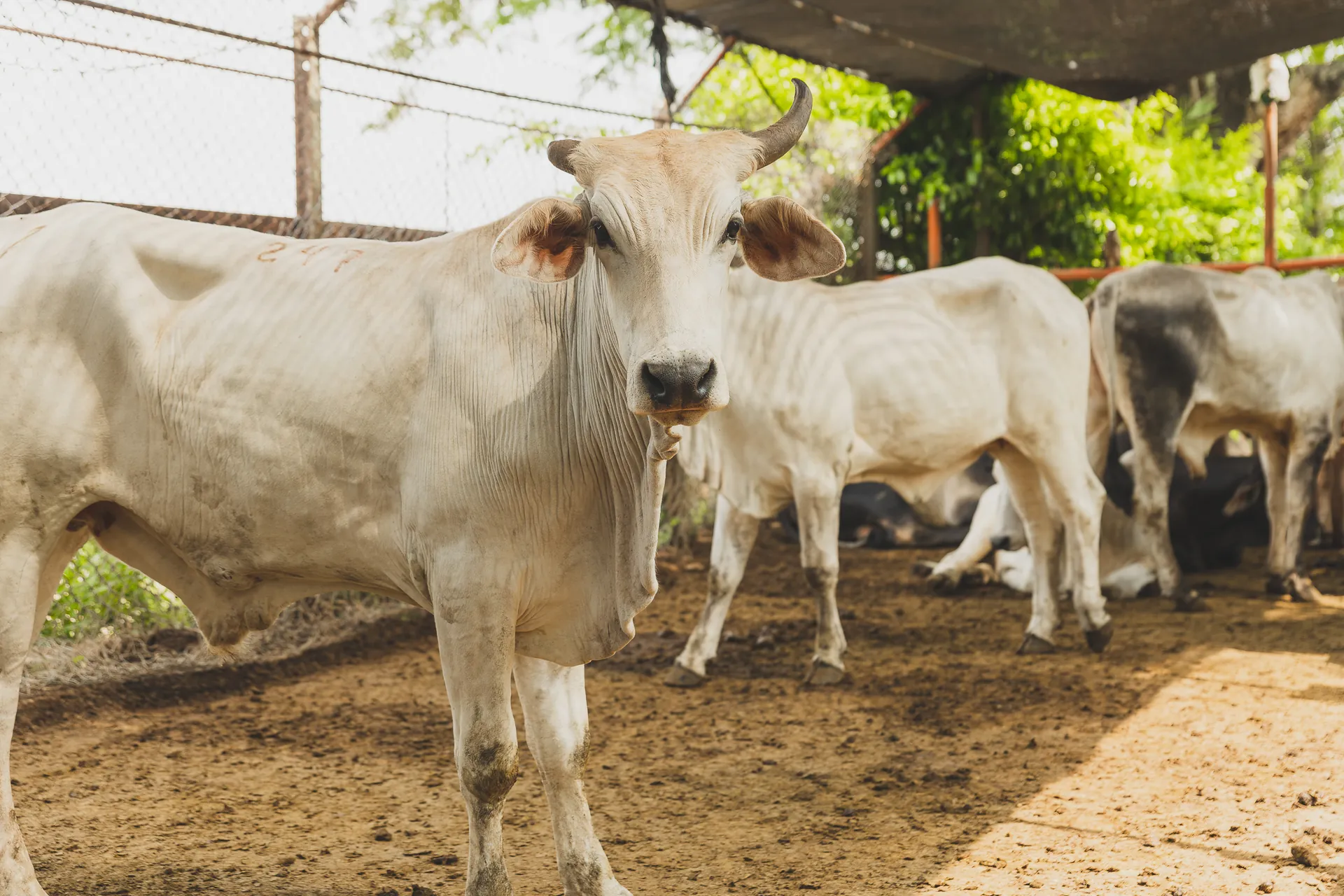 Ganado Brahman