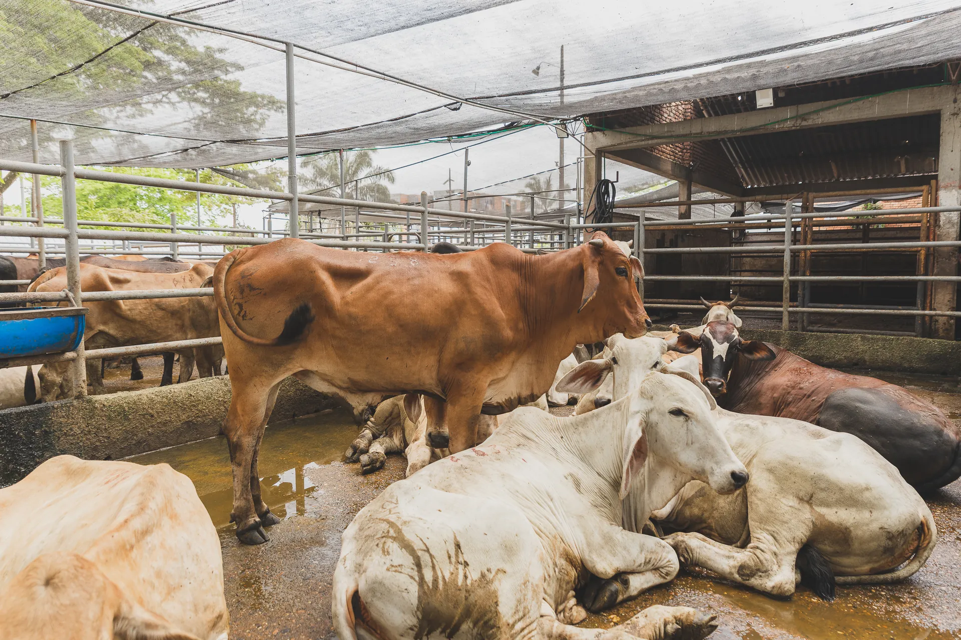 Ganado en descanso