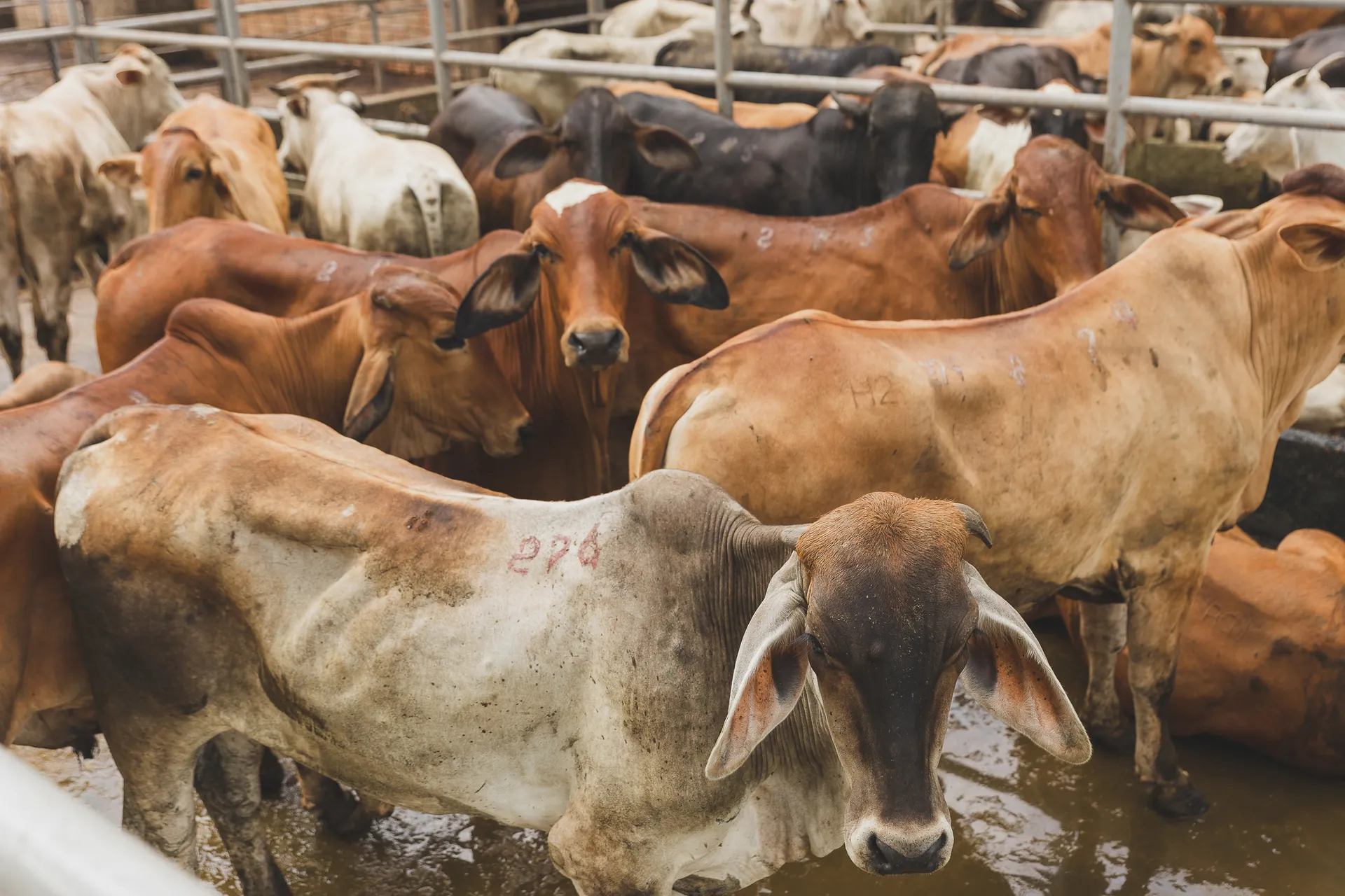 Toros Brahman