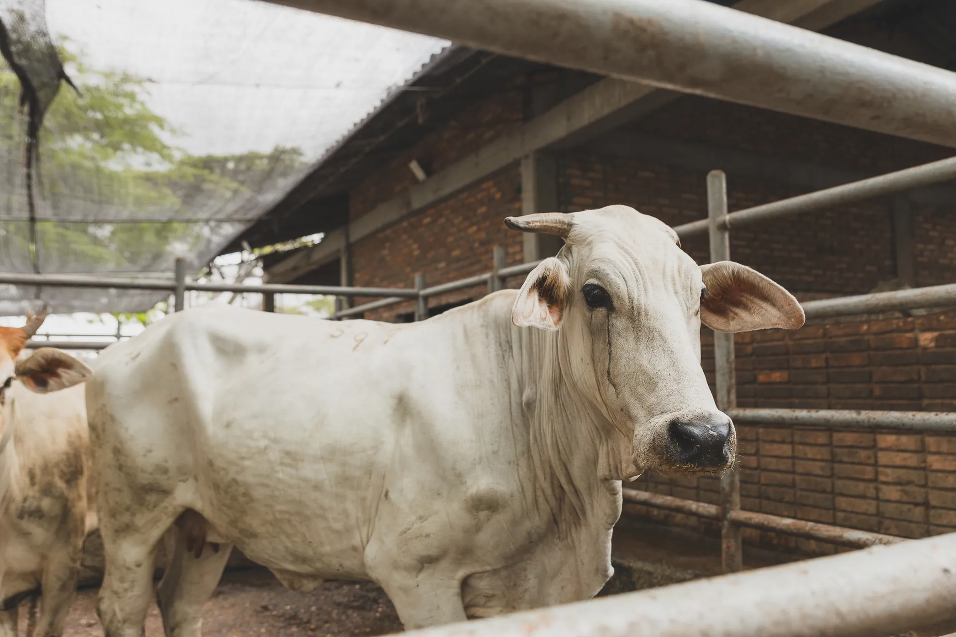 Brahman