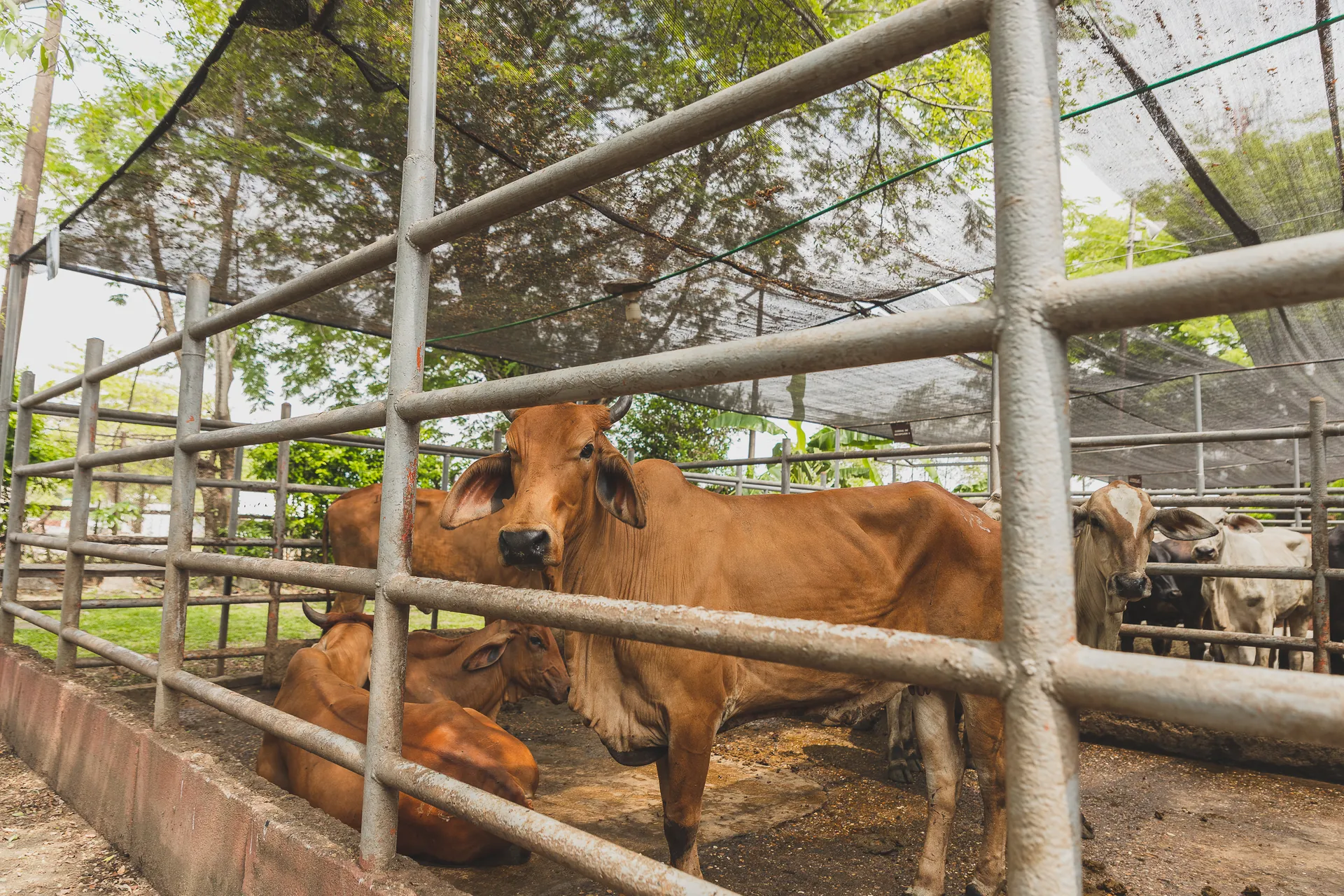 Vaca Brahman roja